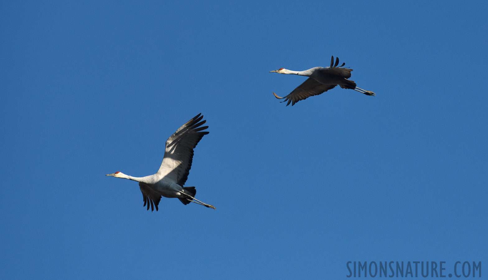 Antigone canadensis tabida [400 mm, 1/6400 Sek. bei f / 7.1, ISO 1600]